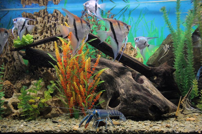 алуштинский аквариум