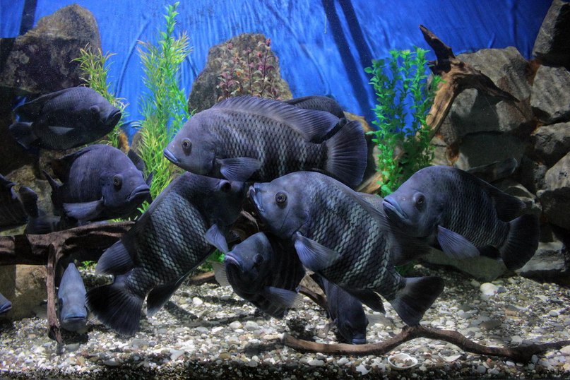 черные полосатые рыбы