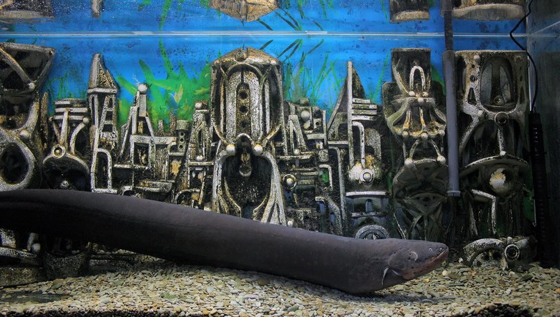 аквариум в городе алушта