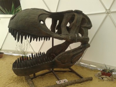 Динотерий в Коктебеле