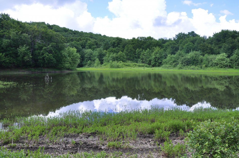кутузовское озеро алушта. секвойная роща ангарский перевал. кутузовское озеро крым. кутузовское озеро чатыр даг. кутузовское озеро крым.